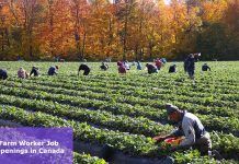 Farm Worker Job Openings in Canada – $3,158  Per Month Farm Worker Job Openings in Canada