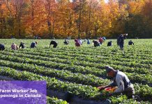 Farm Worker Job Openings in Canada
