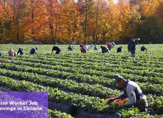 Farm Worker Job Openings in Canada